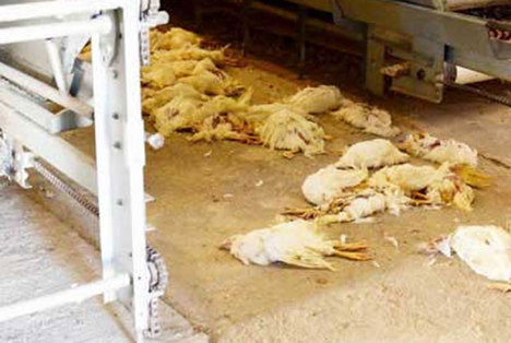 Tavuk ölümleri artmaya başladı