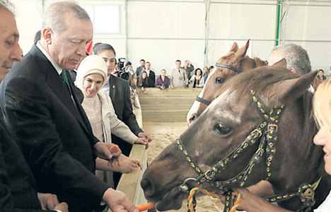 Katar Emiri'nden Arap atı sürprizi