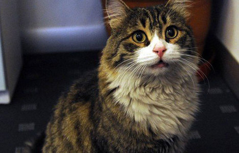 CHP'nin kedisi Şero'dan Baykal'a imalı tweet