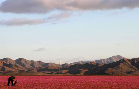 Atacama Çölü'nde çiçekler açtı