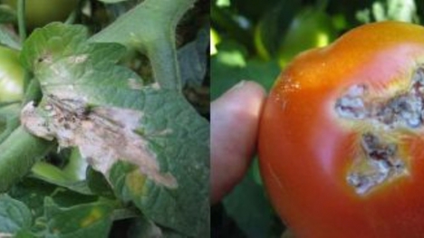'Güveye dirençli domates' geliştirildi