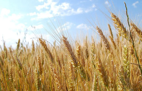 Azerbaycan buğday ve unda KDV'yi kaldırdı