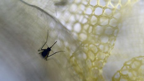 ​Çin'de Zika virüsü vakasına rastlandı