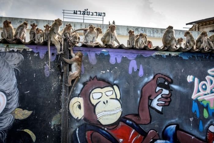 Maymunlar kenti ele geçirdi