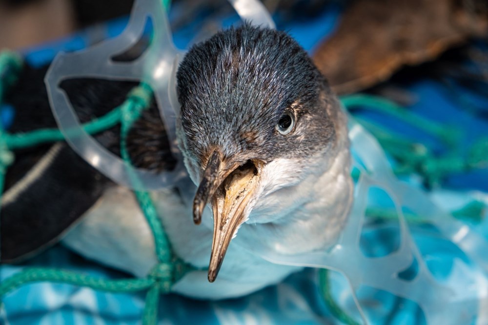 Deniz ve okyanuslardaki mikroplastik kirliliğinin esas sorumlusu bulundu