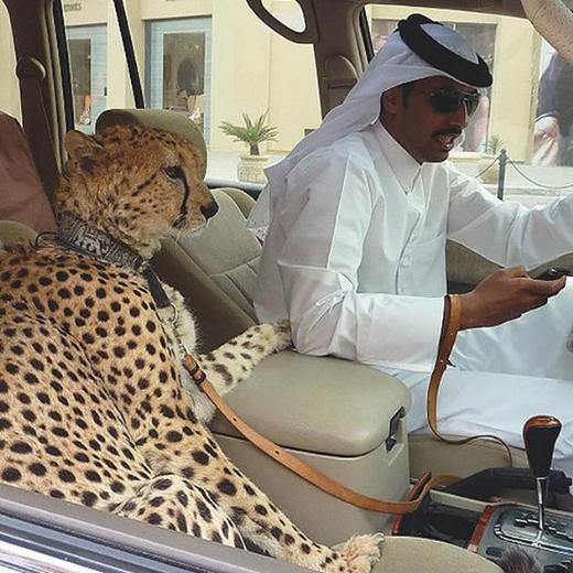 Evlerinde 'aslan' besleyenlerin ülkesi Dubai!